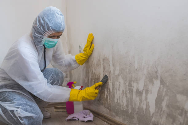 Mold Removal and Inspection in Eatonville, WA