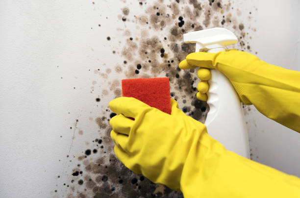 Best Mold Inspection  in Eatonville, WA