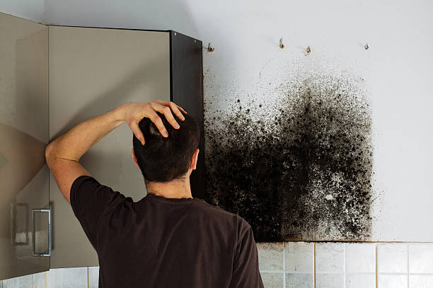 Best Attic Mold Removal  in Eatonville, WA