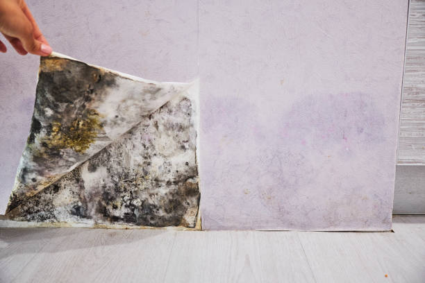 Best Mold Damage Repair  in Eatonville, WA
